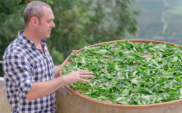 Cusa Tea Founder Jim Lamancusa inspecting tea being dried