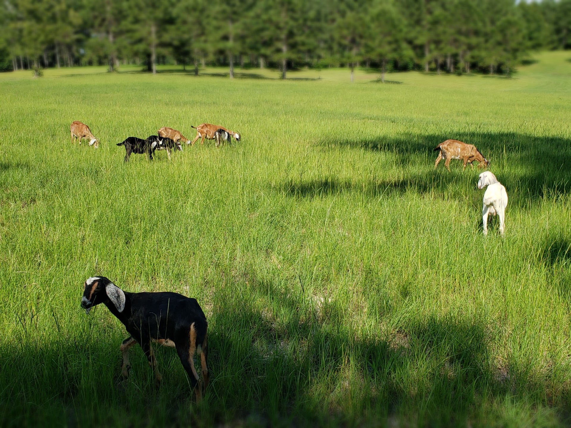 Mississippi Made Vendor Spotlight: Emma Wilder Farm & Goat Soaps – Laurel  Mercantile