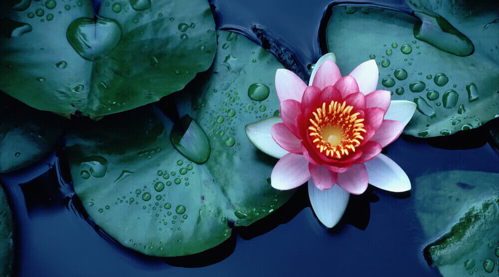 lotus flower in water