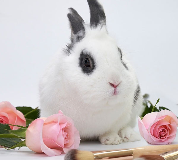 bunny surrounded by roses and jane iredale cruelty-free makeup brushes