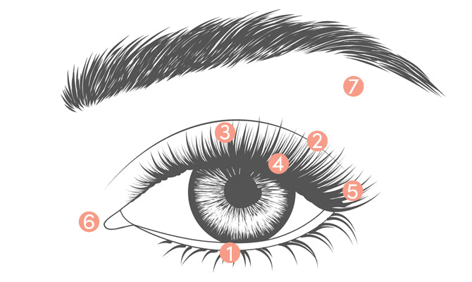 Eye Shadow Diagram showing the different areas of the eye for eye shadow application