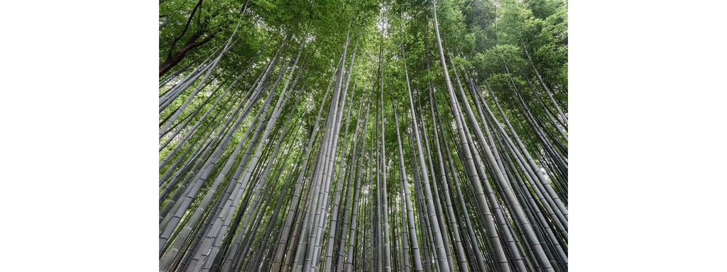 Sustainable bamboo farm