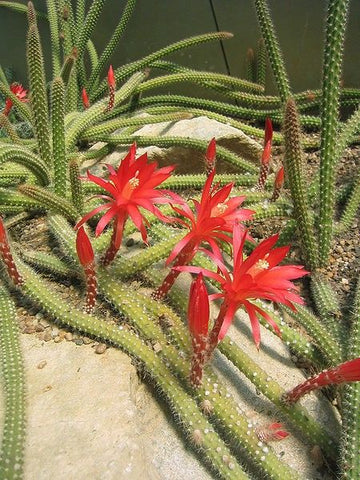 Rat Tail Cactus Plant Of The Month Forest Ldn   Rat Tail 12 Large 