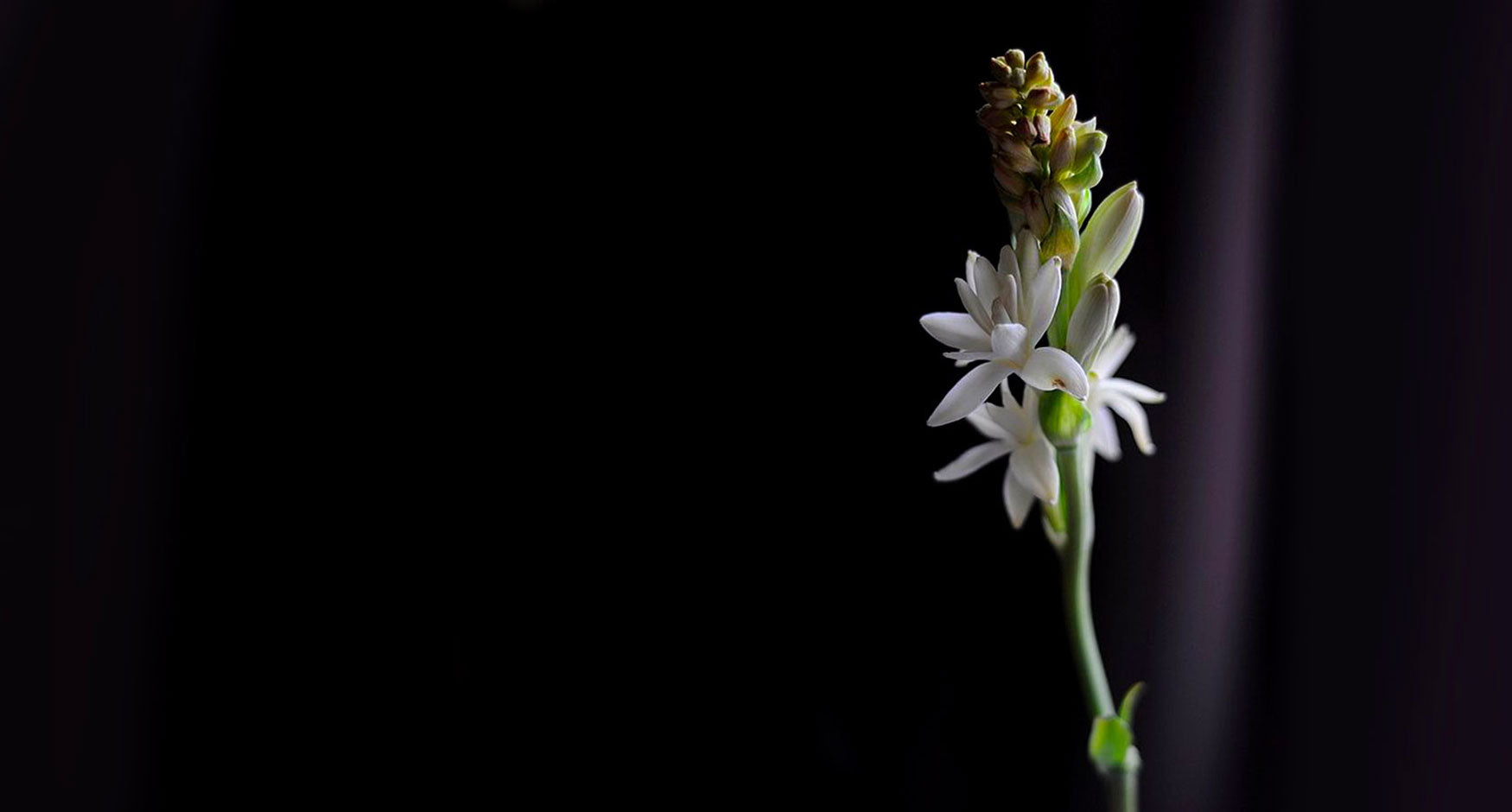 Tuberose