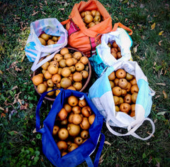 Harvest from neglected Asian pear tree