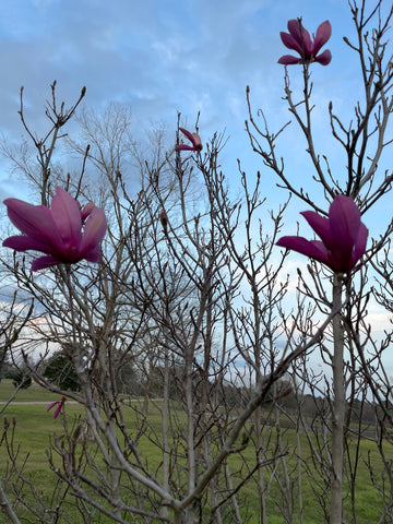 Japanese Magnolia starting to bloom