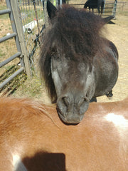 Amber the mini Mare posing with chin on Sandys back