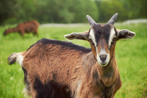 Organic Goat Milk Baby Formula