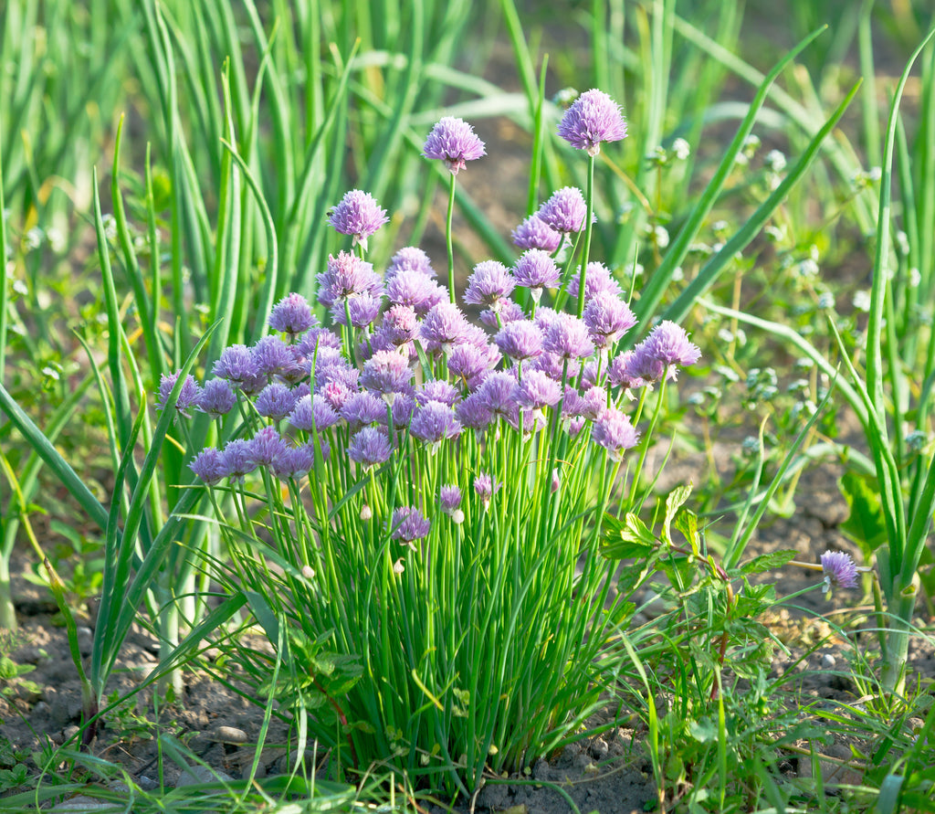 chives growing in garden with purple blooms 