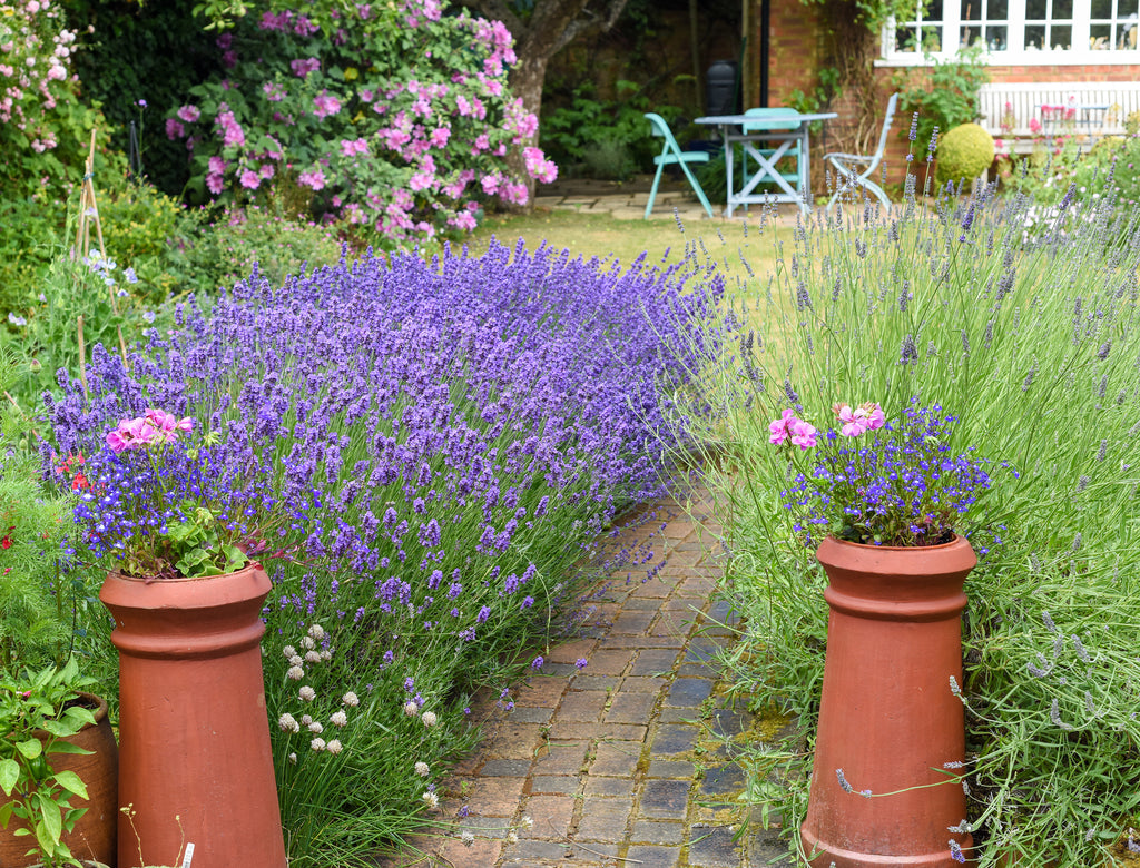 lavendar bush in backyard