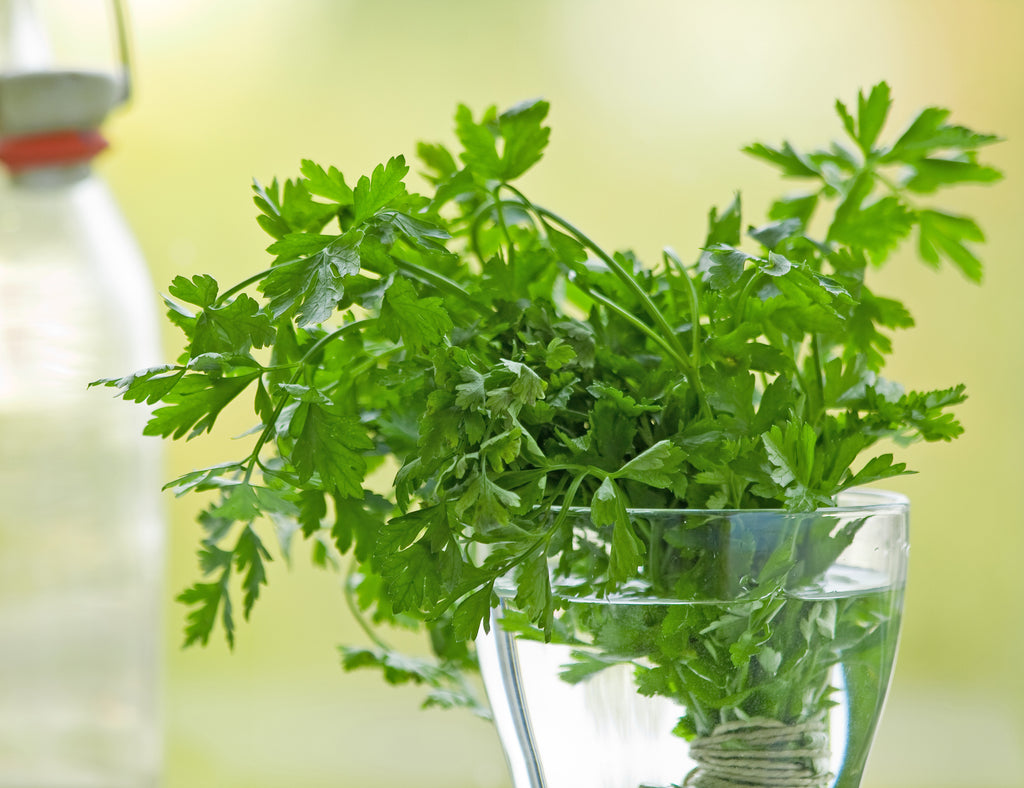 parsley in a glass of water