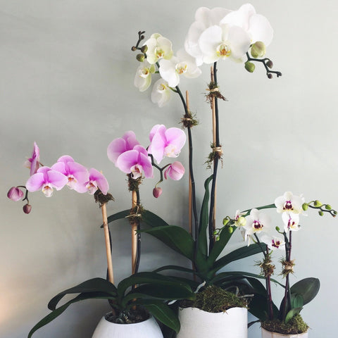 Orchid Plants | NH Florist | Cymbidium Floral – cymbidium floral