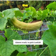 Loofah is almost ready to pick when it turns yellow/brown