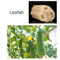 Loofah growing and loofah picked and cleaned 