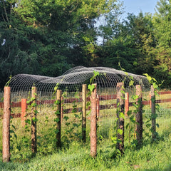 Growing loofahs on the not so perfect trellis that caves in the middle