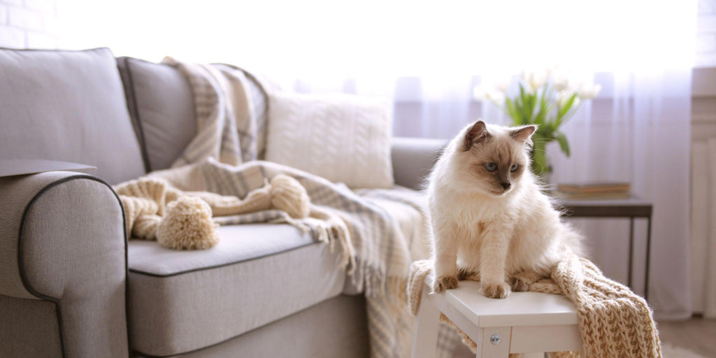 What Are the Characteristics of a Pet-Friendly Sofa?