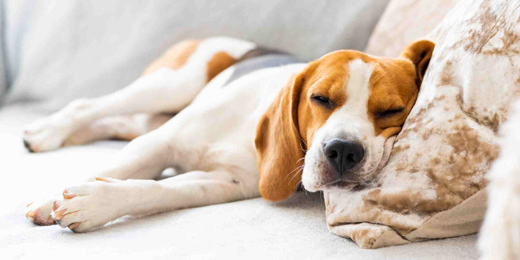 What Makes a Pet Friendly Sofa, Well, Pet Friendly? [Key Features To Withstand Your Furr Babies]