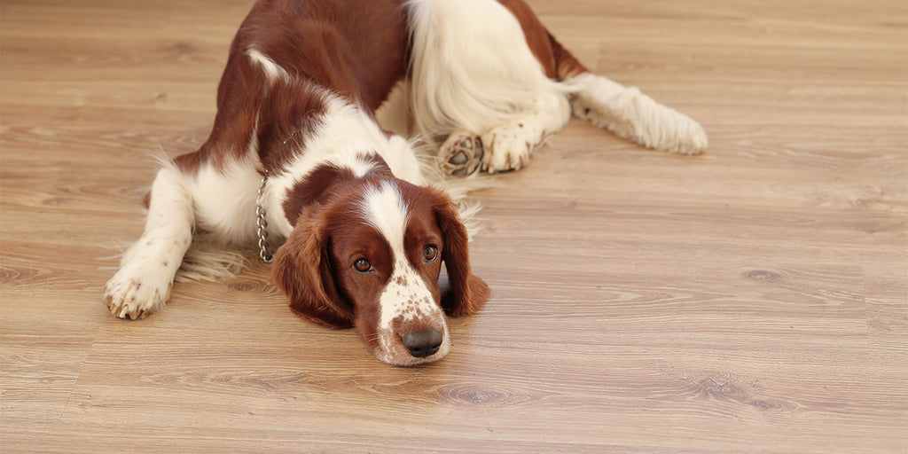 Flooring Solutions for Pet-Friendly Homes