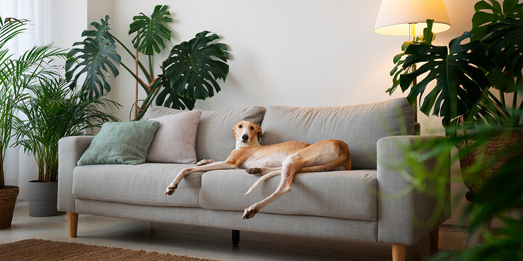Home Renovation Tips for Pet-Friendly HDB Interior Design Solutions