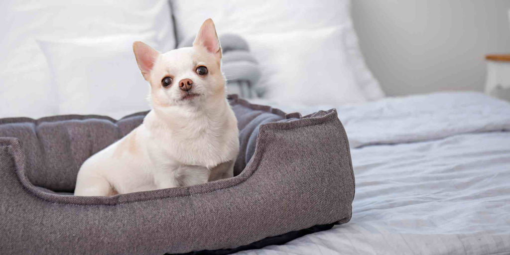 pet beds singapore