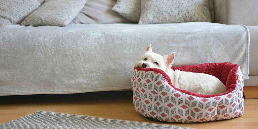 pet bed singapore