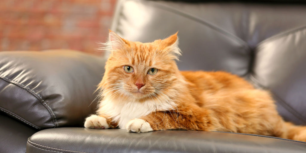 cat on a leather sofa