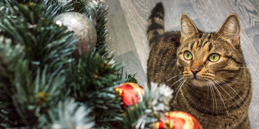 Pet-Friendly New Year Decorations