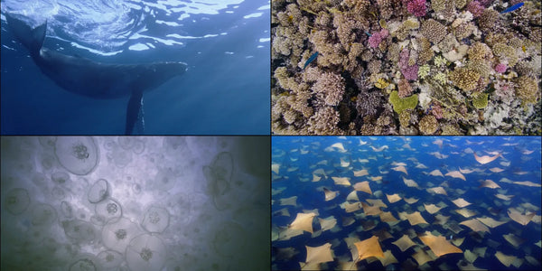 Apple TV Underwater Landscapes