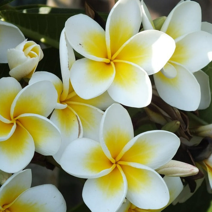 Plumeria 'Yellow' – Palms and Plants Canada