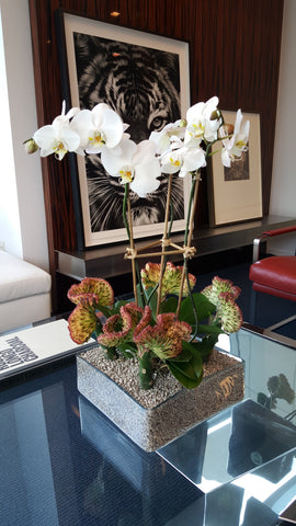 Orchid Plant Arrangement Service NYC