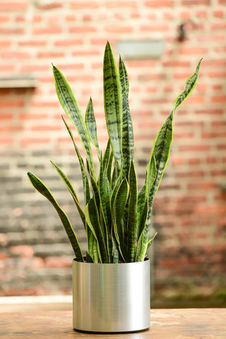 Snake Plant Tabletop Delivery NYC 