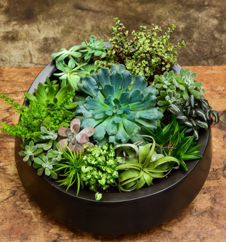 Giant Succulent Bowl