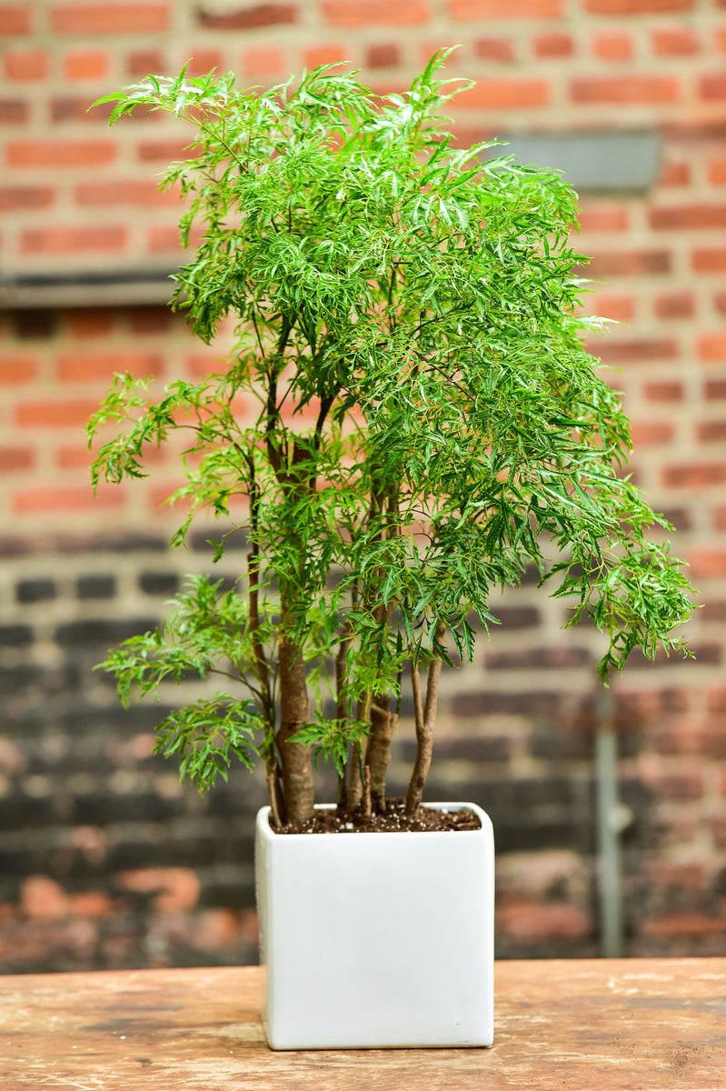 ming aralia