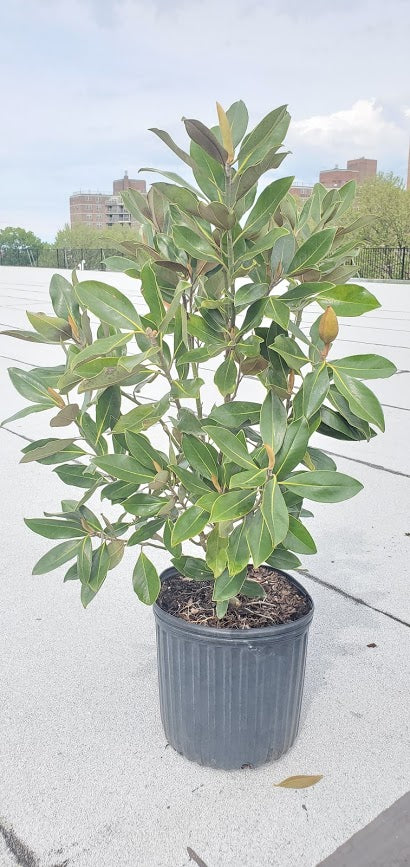 Image of Magnolia bush