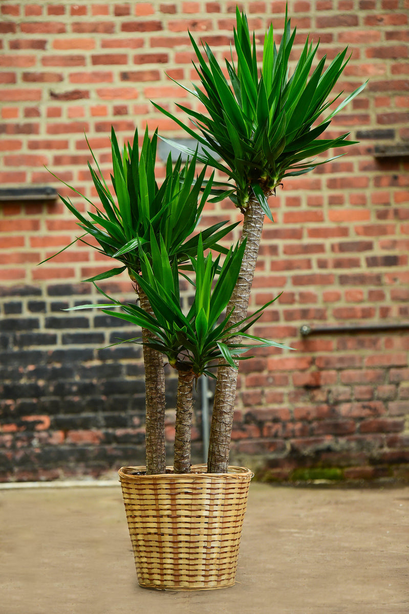 Yucca Basket 1200x1200 ?v=1498144763