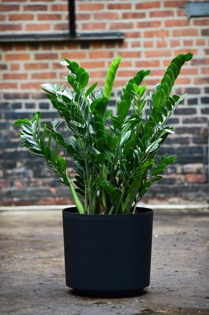 ZZ Plant