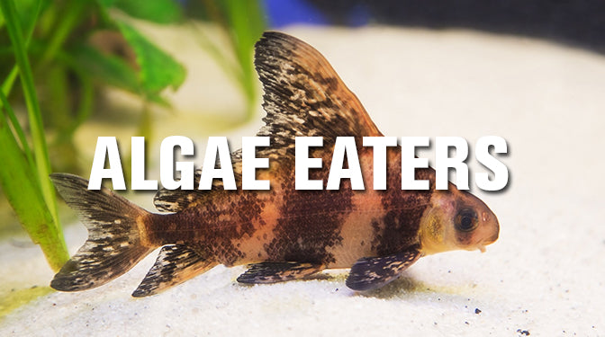 Algae Eaters – King Koi and Goldfish