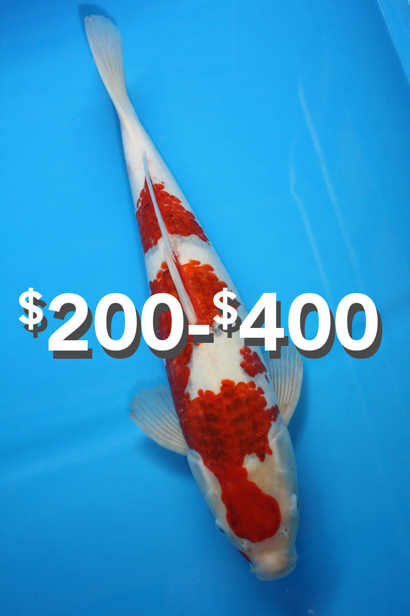 Shop Koi Fish – King Koi and Goldfish