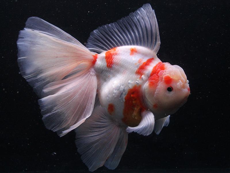 Thai Goldfish – King Koi and Goldfish