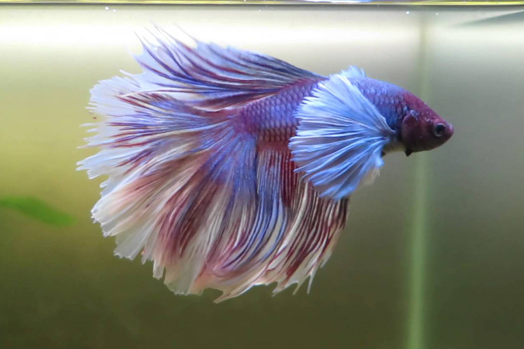 king betta for sale