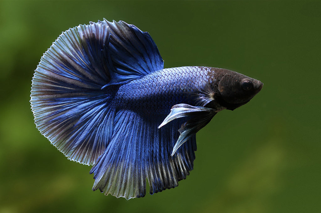 halfmoon betta fish