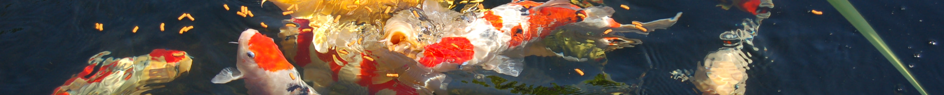 Japanese Koi