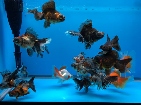 4-5" butterfly tail goldfish