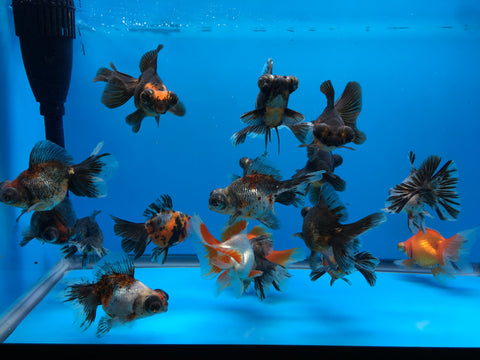 4-5" butterfly tail goldfish