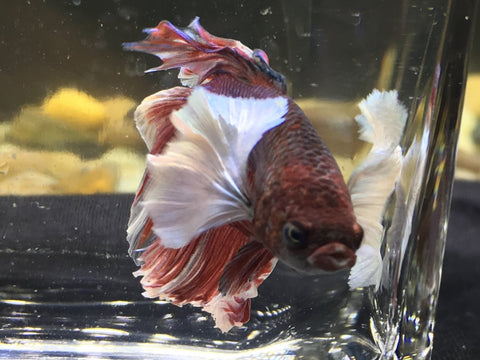 dumbo halfmoon betta