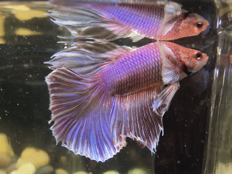 dumbo halfmoon betta