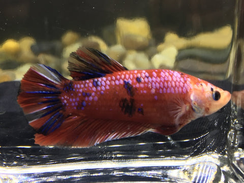 koi betta with hints of lavender or purple