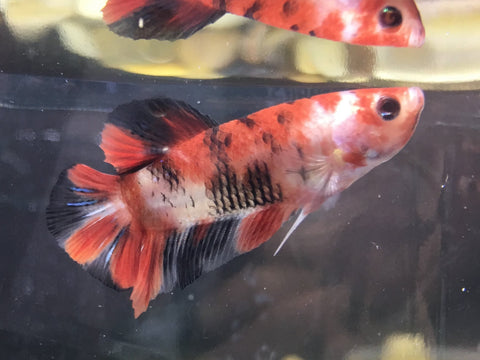 Thai Bettas Starting to be Uploaded – King Koi and Goldfish