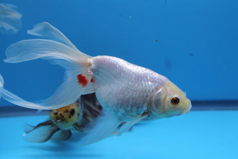 White Eggfish with Phoenix Tail
