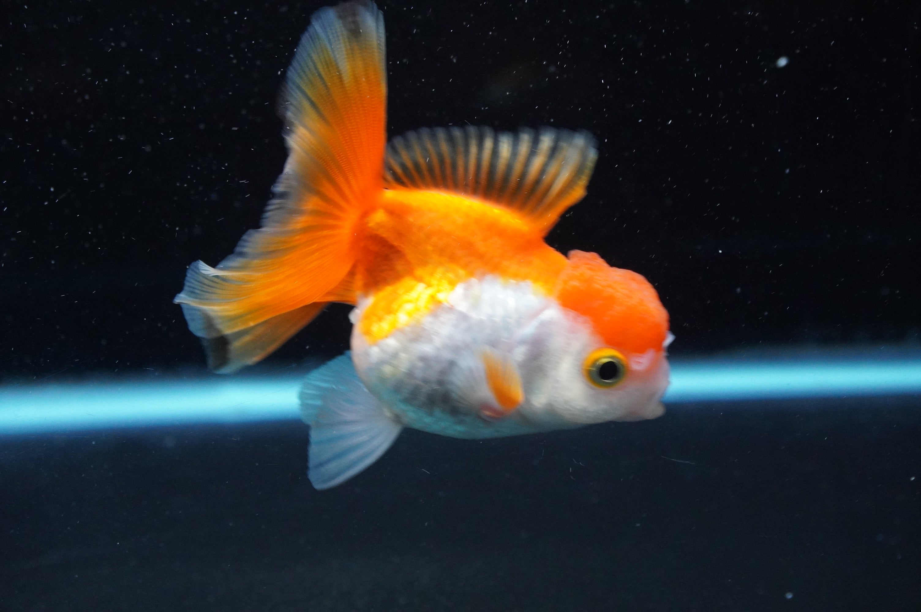 Juvenile Thai Oranda Red White 3.5 Inch (ID#620T14a-92) Free2Day SHIPPING